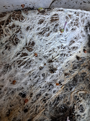 microgreens zdrave korinky
